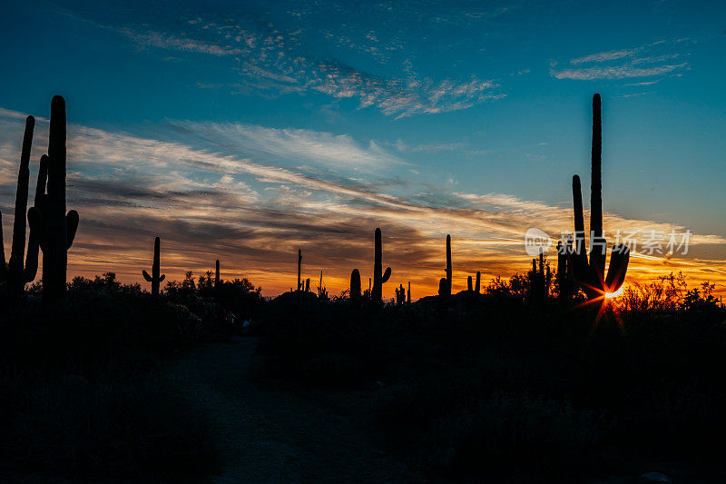 沙漠中仙人掌(Carnegiea gigantea)上的日出